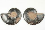 Cut/Polished Ammonite Fossil - Unusual Black Color #166013-1